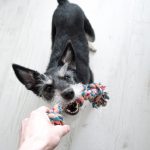 Jumpy Dogs – Key Strategies That Might Surprise You