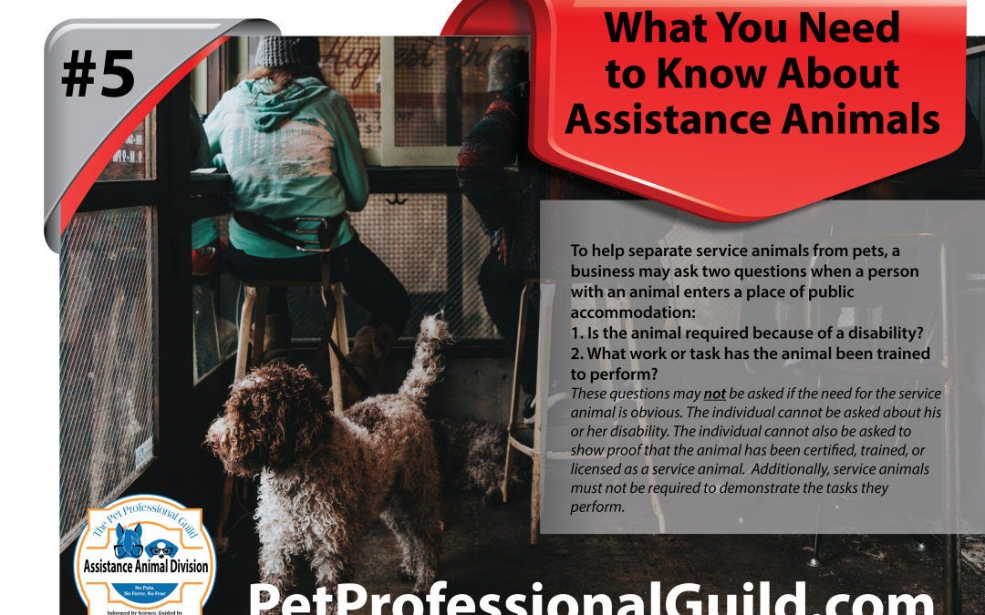 When is it Okay to Touch an Assistance Animal?