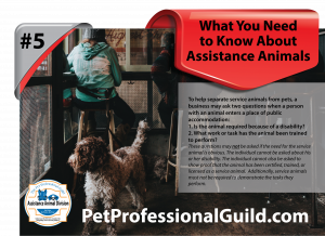 When is it Okay to Touch an Assistance Animal?