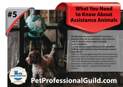 When is it Okay to Touch an Assistance Animal?