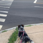 Let Pets Decide Whenever They Can