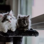 What You Need to Know About Kitten Socialization