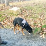Enjoy Your Time Loose Leash Walking Your Dog – Part 1