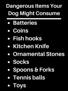 A written list of dangerous items your dog might consume