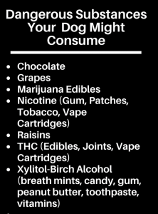 List of items that can be toxic to dogs