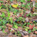 Slithery Snakes and Other Scary Things!