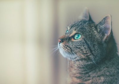 Pet Insurance – Why It’s a Good Idea