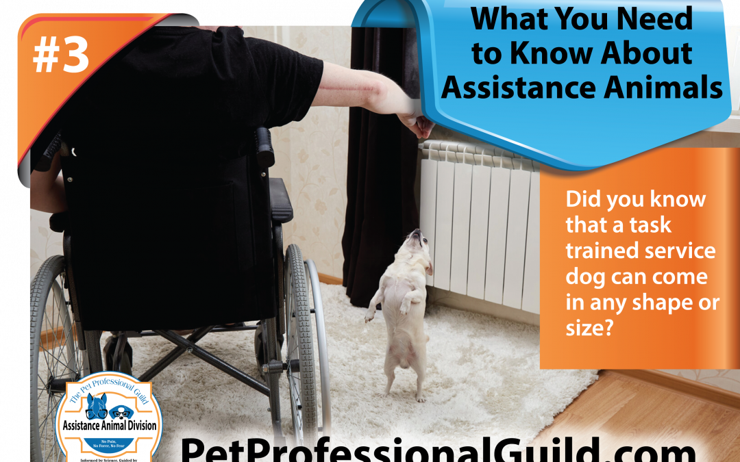 Ways Assistance Animals Help