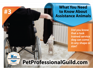 Person in a wheel chair working with a small dog.