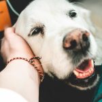 Pets & Us – Seeing the Positive in Challenging Situations