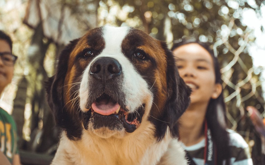 Before You Adopt Your Rescue Dog