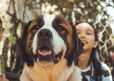 Before You Adopt Your Rescue Dog