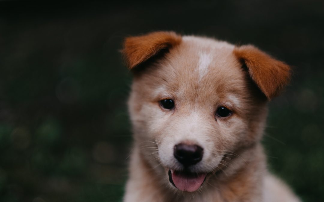 Before You Get a New Puppy