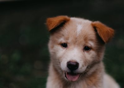 Before You Get a New Puppy