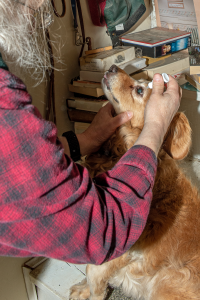 The author administering eye drops to his dog.