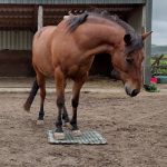 The Station Cue: Its Many Uses for Equids and How to Train It