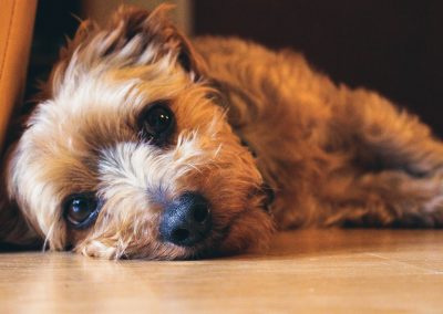 A New Puppy Affects the Existing Dog(s) in Your Household – Here’s What You Need to Know