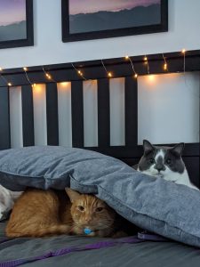 Two cats, looking unhappy, one under the pillow, the other on top of the pillow