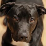 Let’s Talk About Our Dogs’ Feelings