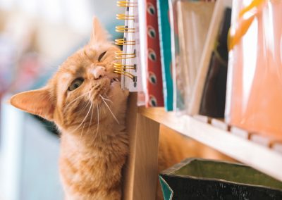 Cat Introductions – One Step at a Time