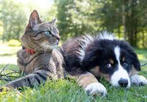 Are You a Cat Person or a Dog Person?