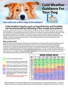 Winter Weather Tips for Pets
