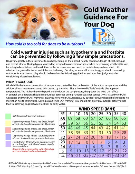 Cold Weather Guide for Your Dog