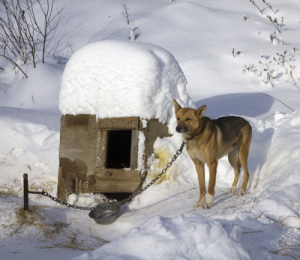 Dog chained to doghouse in winter.