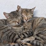 Ideal Pairings to Consider When Getting a New Cat