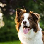 Dog Training Tip: Build Trust by Creating a Reinforcement History