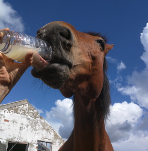 Herbal Tea for Horses