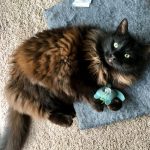 Fluffy black cat playing with a soft toy