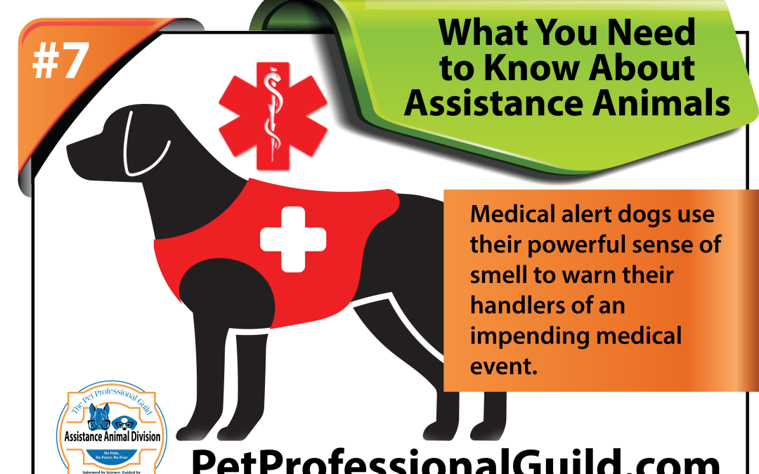 When You See Service Dogs with Their Handlers in Public, Remember These Three Tips