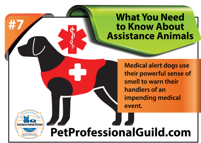 When You See Service Dogs with Their Handlers in Public, Remember These Three Tips