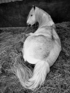 Black and white photo of a horse laying on the ground with head lifted.