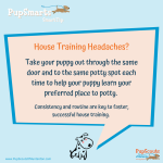 House Training 101: Tips and Tricks for a Mess-Free Home with Your New Puppy