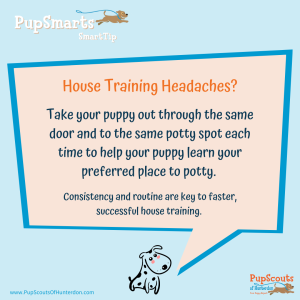 House Training 101: Tips and Tricks for a Mess-Free Home with Your New Puppy