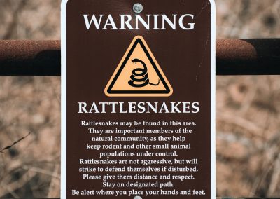 Shock-Free Snake Safety for Dogs