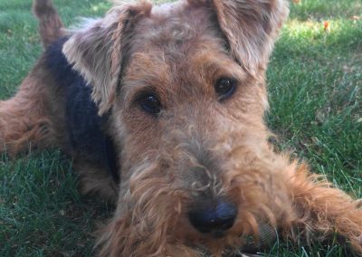 Rocket Man vs Squirrels – What to Do When Dogs Overreact to Things in the Environment