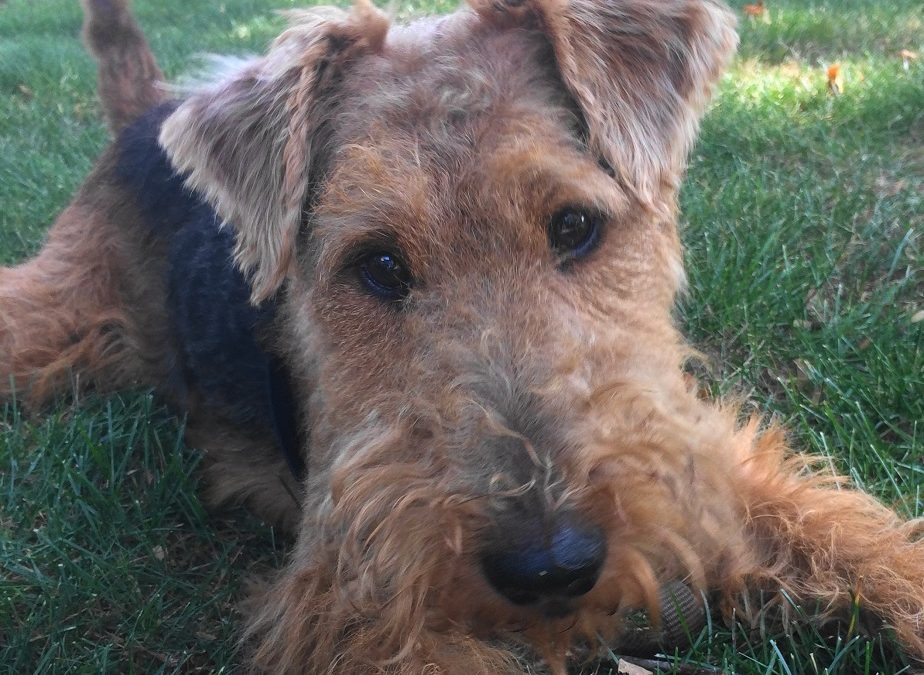 Rocket Man vs Squirrels – What to Do When Dogs Overreact to Things in the Environment