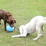 Should I Play Tug with My Puppy?