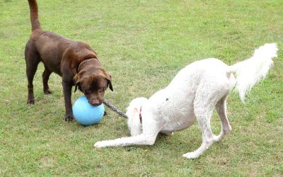 Should I Play Tug with My Puppy?