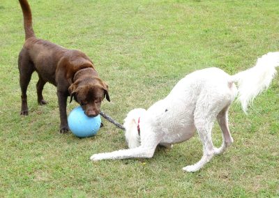 Should I Play Tug with My Puppy?