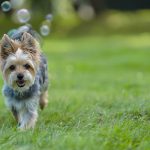 Summer Fun for Dogs & Puppies
