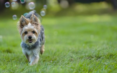 Summer Fun for Dogs & Puppies