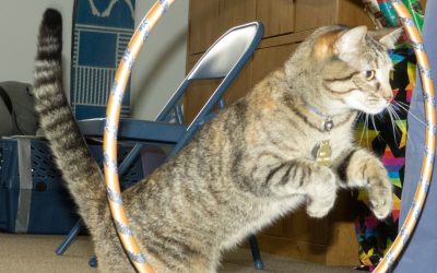 Looking for a Fun Way to Enrich the Life of Your Cat? Give Agility a Try!