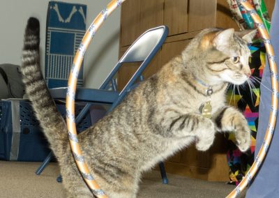 Looking for a Fun Way to Enrich the Life of Your Cat? Give Agility a Try!