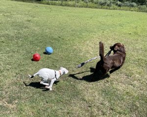 Dogs playing chase in a yard