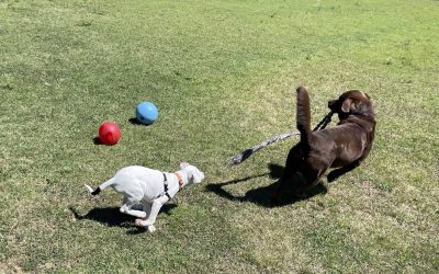 Visiting Public Dog Parks, or Not