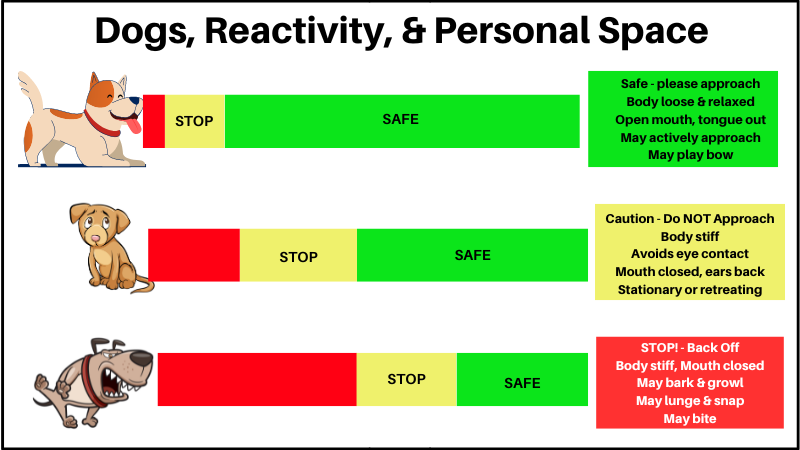 Infographic of Dog Reactivity and Personal Space